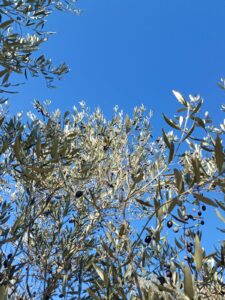 Olive tree