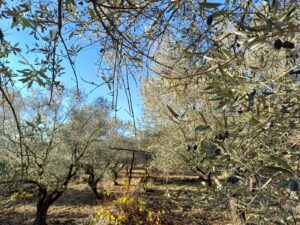 Olive trees